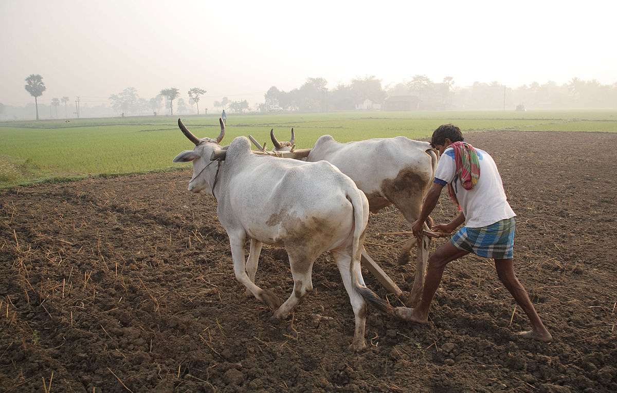 1200px-Ploughing_with_cattle_in_West_Bengal.jpg